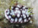 Goniobranchus geometrica