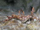 Bornella anguilla