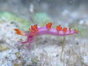 Flabellina rubropurpurata