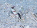 Gymnodoris nigricolor