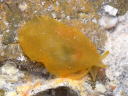 Berthellina citrina