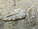 Plakobranchus ocellatus