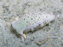 Plakobranchus ocellatus