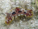 Dendrodoris denisoni