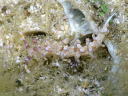 Flabellina riwo