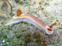 Hypselodoris emma