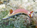 Hypselodoris emma