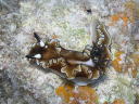 Glossodoris atromarginata