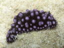 Phyllidiella nigra