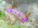 Hypselodoris sp. 1