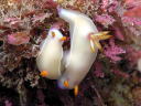 Hypselodoris bullocki