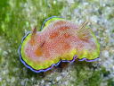 Goniobranchus albopunctata