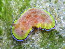 Goniobranchus albopunctata