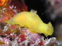 Gymnodoris citrina