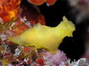 Gymnodoris citrina