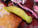 Gymnodoris citrina