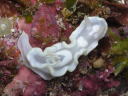 Glossodoris pallida