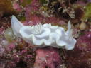 Glossodoris pallida