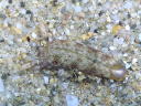 Plakobranchus ocellatus