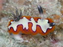 Goniobranchus fidelis