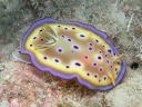 Goniobranchus kuniei