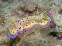 Goniobranchus kuniei