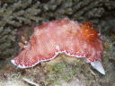 Goniobranchus reticulatus