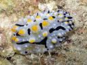 Phyllidia exquisita