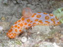 Gymnodoris rubropapulosa