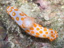 Gymnodoris rubropapulosa