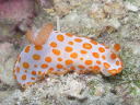 Gymnodoris rubropapulosa