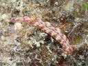 Hypselodoris maculosa