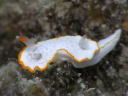 Diaphorodoris mitsuii