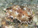 Ceratosoma miamirana