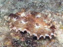 Ceratosoma miamirana