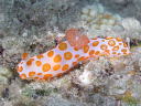 Gymnodoris rubropapulosa