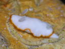 Goniobranchus albonares