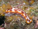 Hypselodoris purpureomaculosa