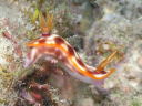 Hypselodoris purpureomaculosa