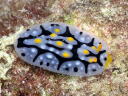 Phyllidia exquisita