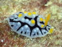 Phyllidia exquisita