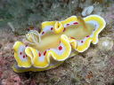 Glossodoris cruenta