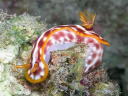 Hypselodoris purpureomaculosa