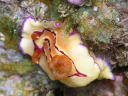 Hypselodoris emma