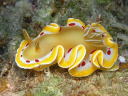 Glossodoris cruenta