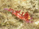 Flabellina rubrolineata