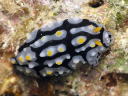 Phyllidia exquisita