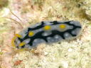 Phyllidia exquisita