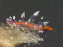 Flabellina exoptata