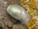 Atys semistriata